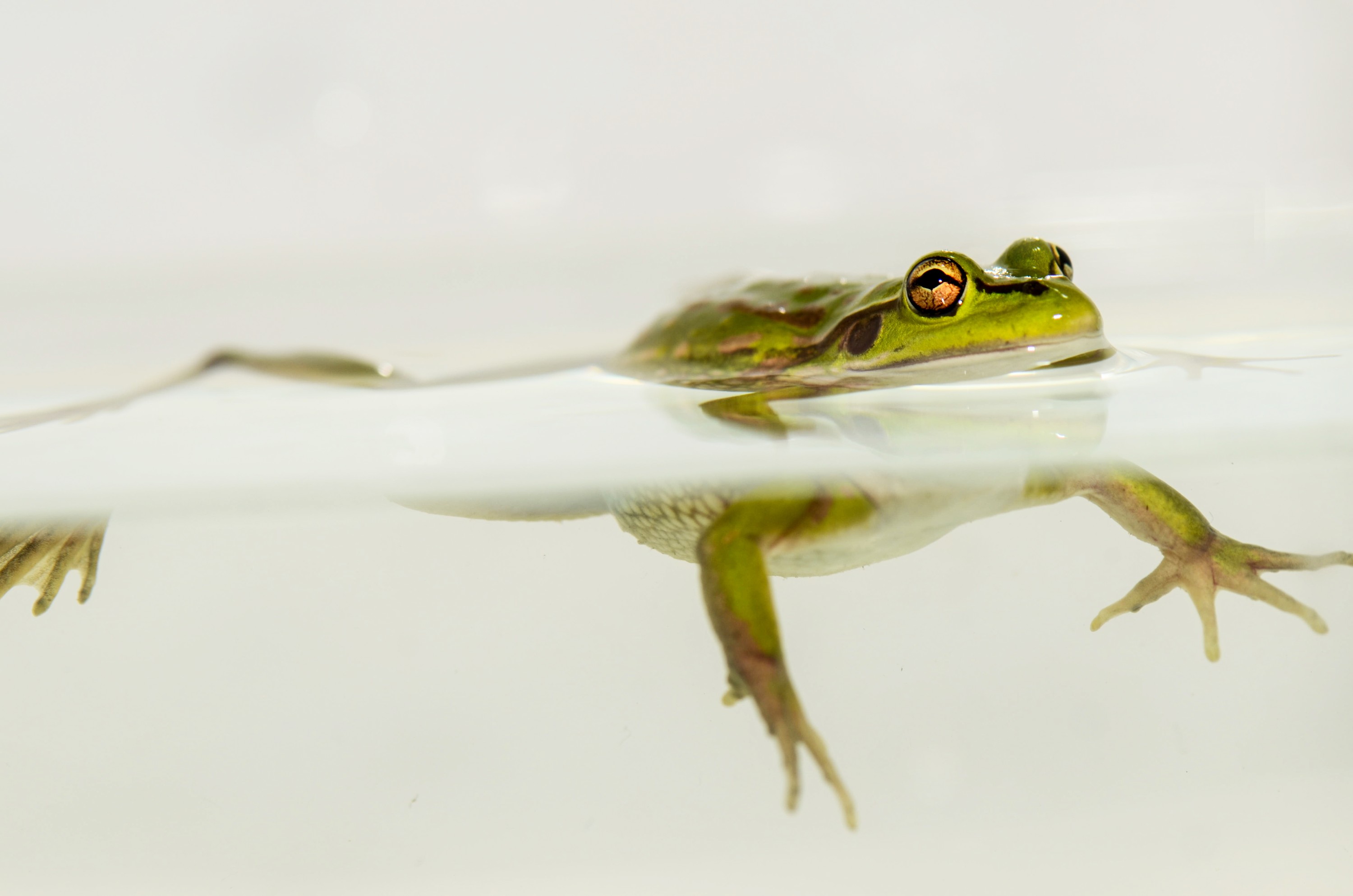 DSC_7108 – Green, Bell, Frog, Litoria, aurea, introduced, new zealand, nz, new, zealand, crispin
